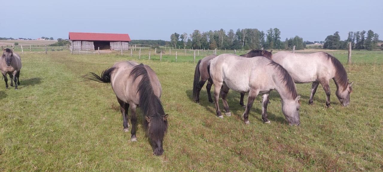 Bauernhof Zielone Ranczo Iława