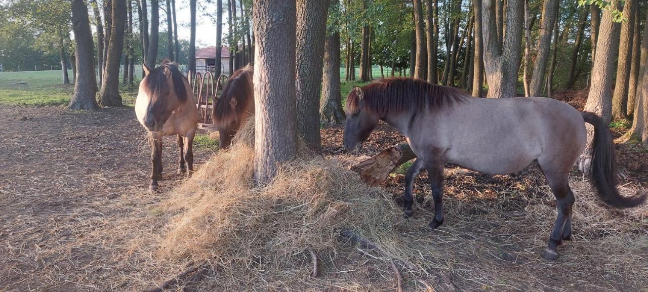 Zielone Ranczo Bauernhof *
